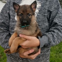 Roche s German Shepherd