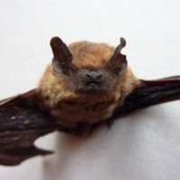 Georgia Bat Control