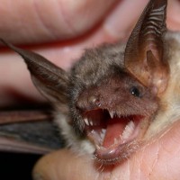 Georgia Bat Control