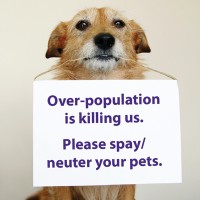 Texas Wellness Spay & Neuter Clinic