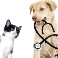 Texas Wellness Spay & Neuter Clinic