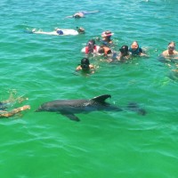 Dolphin & Snorkeling Tours Panama City Beach