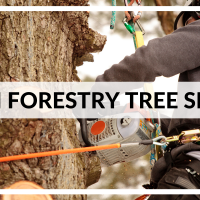 Urban Forestry Tree Service