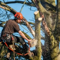 Keller Tree Service Company