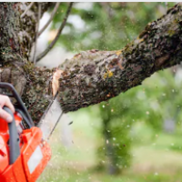 Tree Service Pro Chicago