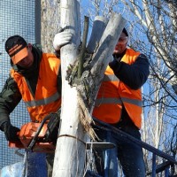 Tree Service Pro Chicago