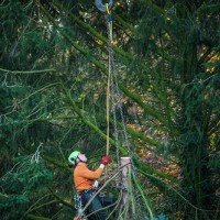 Tree Service Pro Chicago