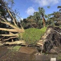 O'Leary's Tree Services Tallahassee