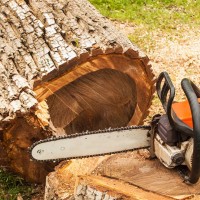 California Tree Services