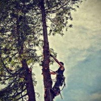 Tree Service Harrisburg