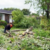 Mr Tree Service