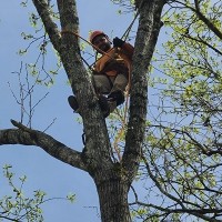 Tree Service Canton