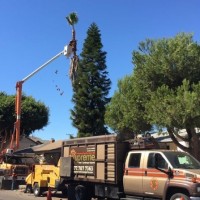 Supreme Tree & Landscape Experts