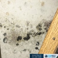 FDP Mold Remediation | Mold Remediation Jersey City