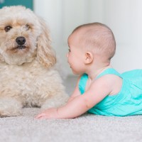 Area Rug Cleaning Westchester