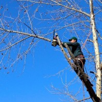 Tree Masters Greenville