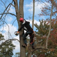 Tree Masters Greenville